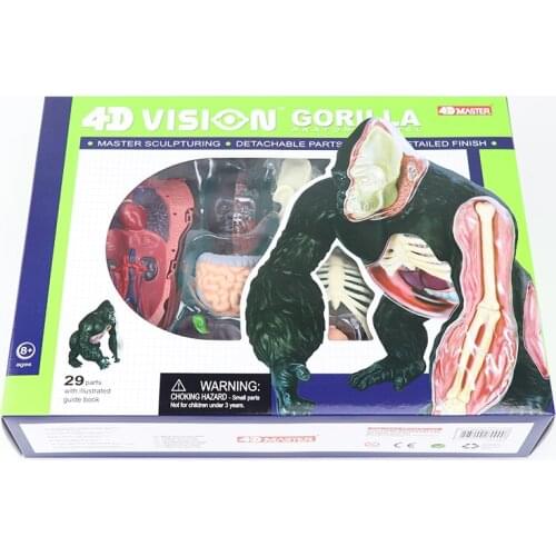 Silverback Ape Model 4D MASTER Puzzle Assembled Toy Animal Organ Anatomy Medical Teaching