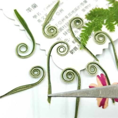 24pcs,Natural Pressed Cycads shoots,Real Dried Flower for DIY Art Crafts Bookmark Gift facial Decoration,DIY jewelry accessories