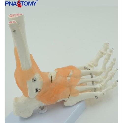 Human Foot Bone Model Life Size with Base and Ligaments Medical Teaching Tool Educational Model Anatomical PANTOMY