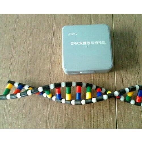 Free shipping plastic DNA structure model Atomic structure diagram laboratory equipment