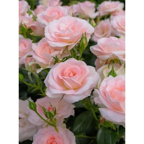 5D DIY Full Diamond Painting Flowers Embroidery Cross Stitch Mosaic Home Decoration Wall Decor Handmade Gift