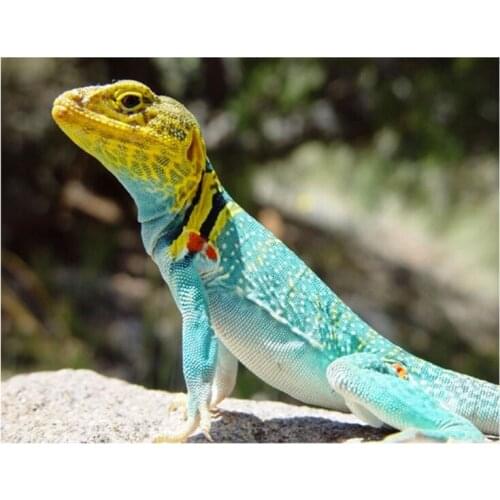 Kufwkey crafts 5d diy diamond Painting lizard 3d puzzle diamond embroidery animal Cross Stitch mosaic patterns at home decor