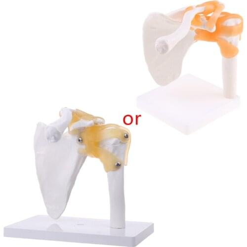 Functional Anatomical Life Size Human Anatomy Skeleton Shoulder Joint Bone Muscle Model For Teaching Study Tool
