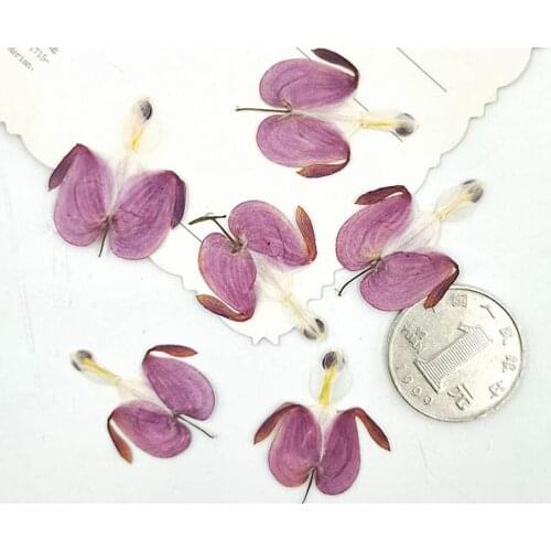 12pcs Pressed Dried Lotus Buds Flower Plant Herbarium For Jewelry Phone Case Photo Frame Postcard Bookmark Making