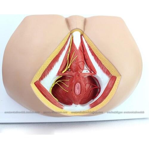 CMAM/12463 Male Perineum, Genitourinary Medical Teaching Anatomical Model