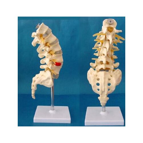 Human model Medical teaching model free shipping 1:1 Lumbar spine skeleton model
