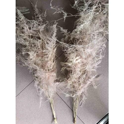 2 Bundles Preserved Dried Pale Pink Asparagus Setaceus Branch For Craft Gift Material Accessory Decoration Flower Arranging DIY