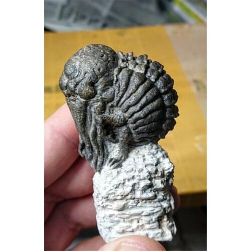 Unpainted Cthulhu Fossil 2020 GK Resin Figure Scale Model Figure Resin Kit Colorless Self-Assembled Toy Painting Exercise