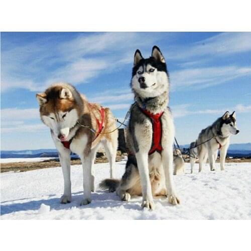 YIKEE diamond painting Dog,cross stitch diamond,diamond mosaic paintings Y418