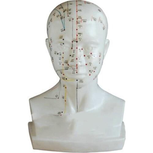 BIX-Y1020 Life-Size Head Acupuncture Model Australia Freight Free AU Freight Free Japan Freight Free JP Freight Free WBW281
