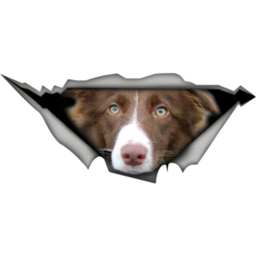 Dawasaru Brown and White Border Collie Car Sticker Waterproof Decal Laptop Guitar Truck Motorcycle Auto Accessories PVC,13cm*5cm