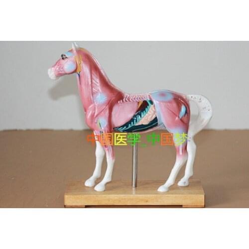 Animal Horse Anatomy model Horse Acupuncture point model free shipping
