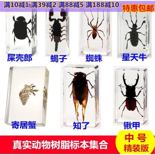 Childrens real insect specimens resin amber cicada cicada centipede black scorpion spade beetle spider carapace crab turtle