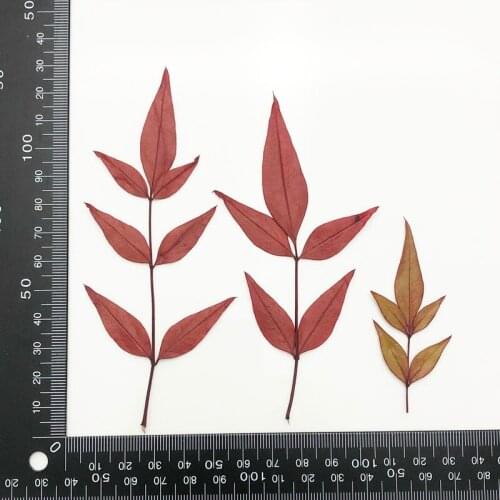100pcs Pressed Dried Flower Nandina domestica Herbarium For Epoxy Resin Jewelry Making Makeup Face Bookmark Nail Art Craft DIY