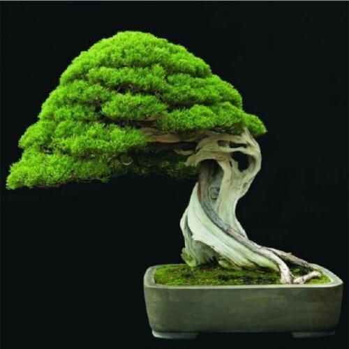 Diamond Embroidery Diamond Mosaic Full Squarer/Round DIY Diamond Painting Evergreen Tree Bonsai Rhinestone Decor Paintings KL27