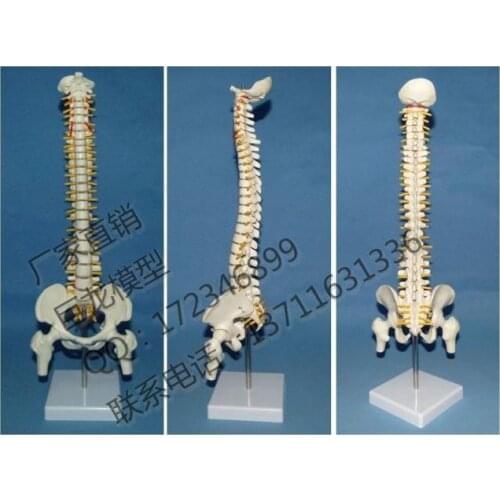 Human skeleton model products spine model skeleton belt model