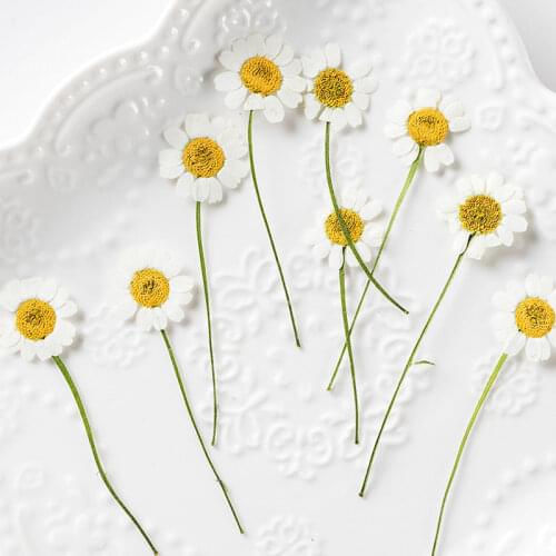 Chamomile On Stems Original White Dried Flower For Shooting Props Free Shipment 120 Pcs