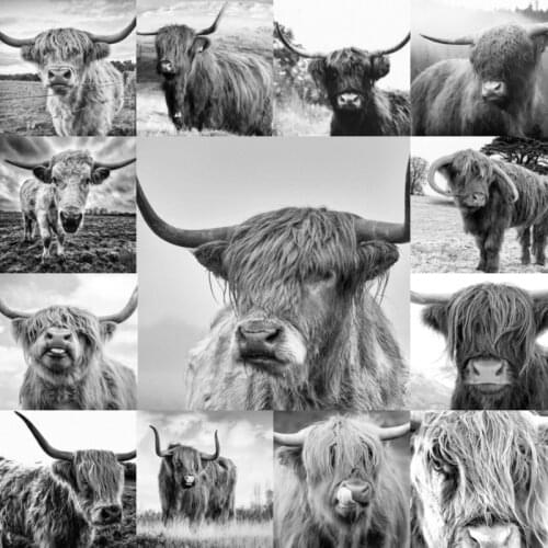 Nordic Style Highland Cow Black White Animals Canvas Painting Poster and Prints Wall Art Picture for Living Room Home Decoration