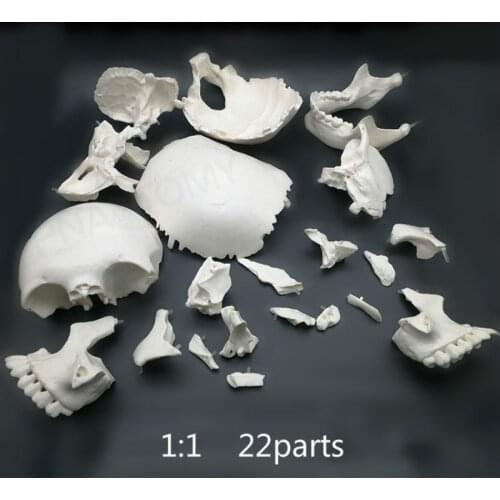 22 parts total detachable skull model human white skull skull teaching medical art Stomatology
