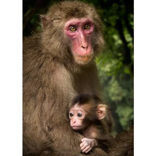 JMINE Div 5D Monkey Full Diamond Painting cross stitch kits art High Quality Animal 3D paint by diamonds