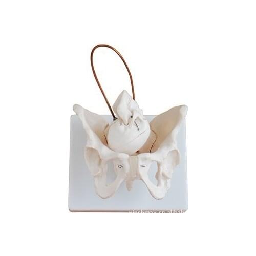 Pelvic Structure Model with Fetal Skull Pelvis Lettuce Model with Baby Head 1:1 Female Pelvis Model Midwifery Teaching Models