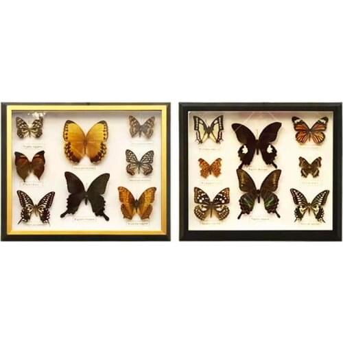 1 set of 8pcs Real Specimen butterfly specimen photo frame craft gift home decoration decoration home decoration