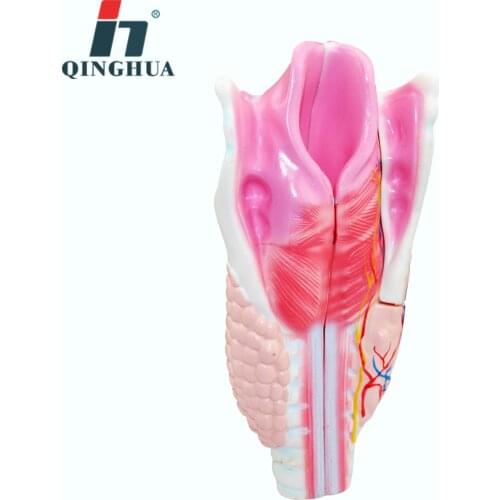 Human Realistic Larynx Anatomical Model Respiratory Tract Anatomy Medical Teaching Aids Educational Equipment Supplies