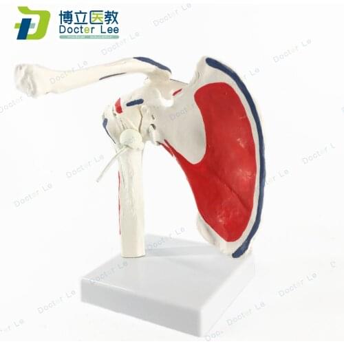 Natural Size assembled anatomical Shoulder Bone Muscle Joint Model master human anatomical anatomy skeleton medical supplies