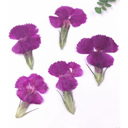 50pcs / 2 * 3cm Nature Pressed Canyon Flowers With Stem Eternal Flowers For DIY Invitation Craft Photo Bookmark Gift Card