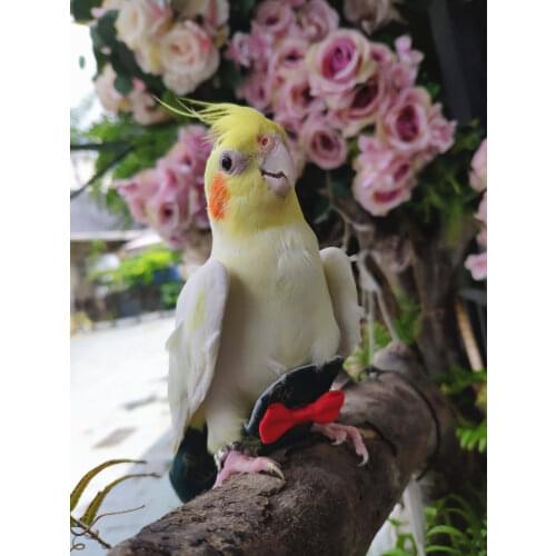 Christmas Parrot Diaper Bird Clothes New year Gift for Birds Lovers Flight Suits Reusable Washable Nappies