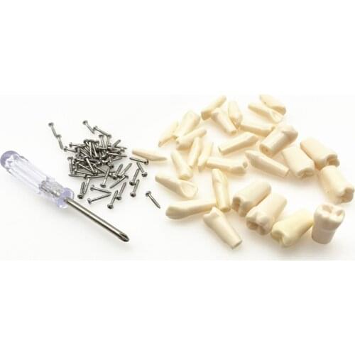 Replace teeth Resin Simulation Tooth for teeth Model Compatibly Nissin brand Teeth Model