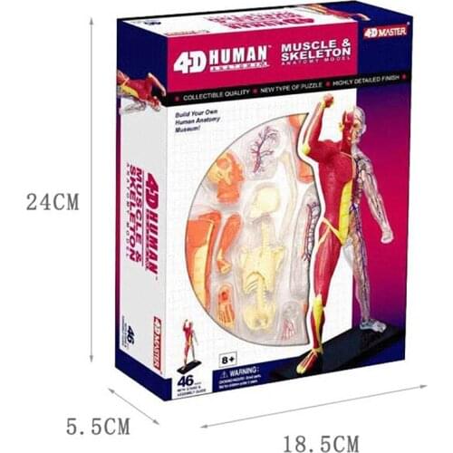 4D MASTER Human Muscle and Skeleton Anatomy Model Multi-colored, Medical Teaching Aid ,Laboratory Education Equipment