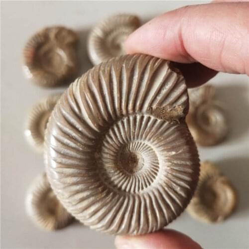 NATURAL DOUVILLEICERAS AMMONITE FOSSIL CONCH \Free Shipping 50-70g