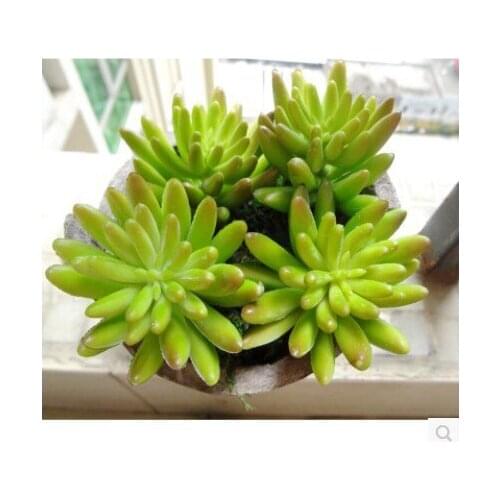 5 pcs/lot) Wholesale little finger lotus high simulation succulents plastic artificial plants for decoration