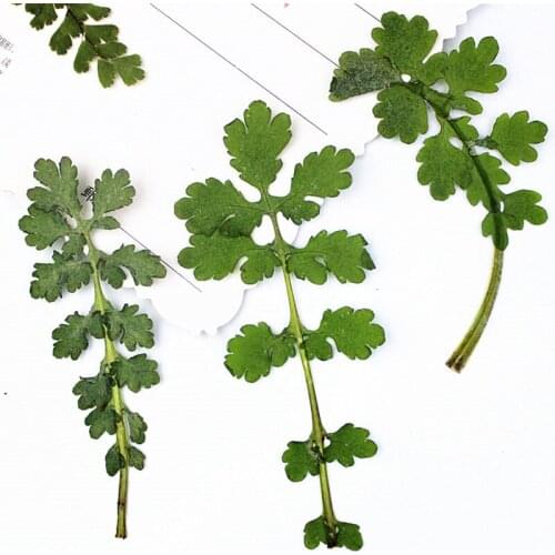 2020 Green Color Leaves 80pcs Per Lot Dried Pressed Flower Wedding Decoration Free Shipment