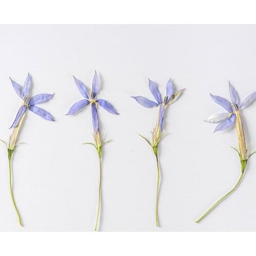 120pcs Pressed Dried Star Flower With Stem Plants Herbarium For Epoxy Jewelry Bookmark Phone Case Makeup Nail Art Craft DIY