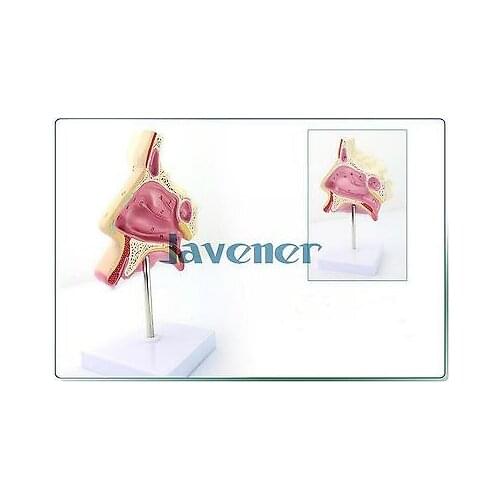 Simulation Human Anatomical Nasal Cavity Anatomy Medical Model