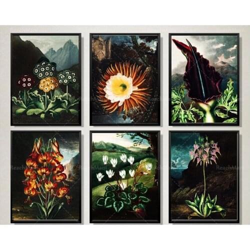 Ensemble de 6 illustrations antiques de fleur de " le temple de la flore « , Robert John Thornton, décoration florale de cru, im