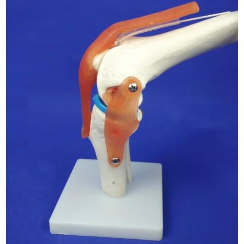 Pvc 1:1 Life Flexural Human Knee Joint Function Model Human Pvc Skeleton Joint Model Knee Joint Patella Patella Model