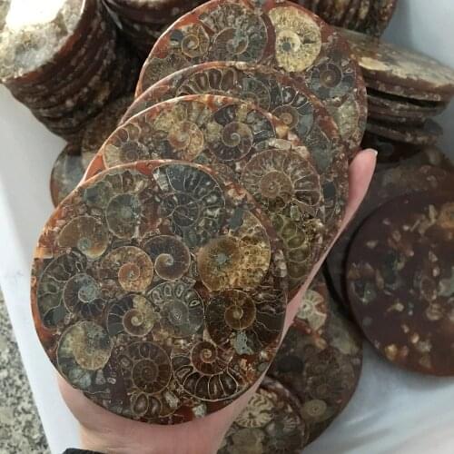 Ammonite Fossil Slice Plate Natura Shell a compassl MADAGASCAR FOSSIL SPECIMEN HEALING decoration