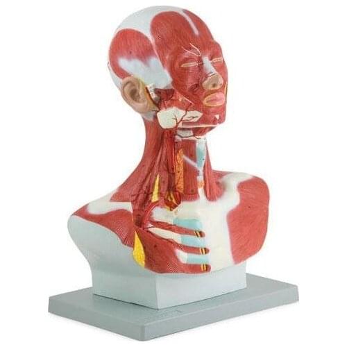 Human head facial muscles anatomy head neck and chest model art with muscle art head and neck muscle anatomy