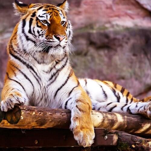 LZAIQIZG Diamond Embroidery Tiger King 5D DIY Diamond Painting Full Square Diamond Mosaic Pictures Of Rhinestones Home Decor