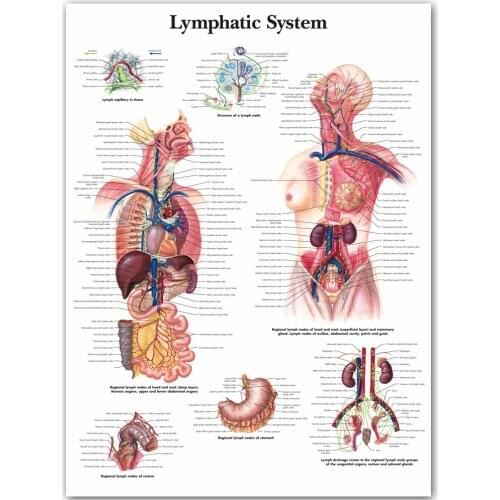 WANGART Lymphatic System Chart Poster Print Body Map Canvas Wall Pictures for Medical Education Home Decor