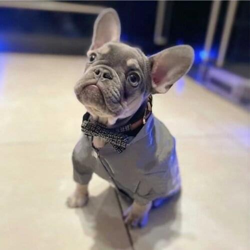 Dog Windbreaker Pet Reflective Outdoor Jacket Waterproof Raincoat Clothes Puppy Coat for Small Medium Dogs French Bulldog HNC05