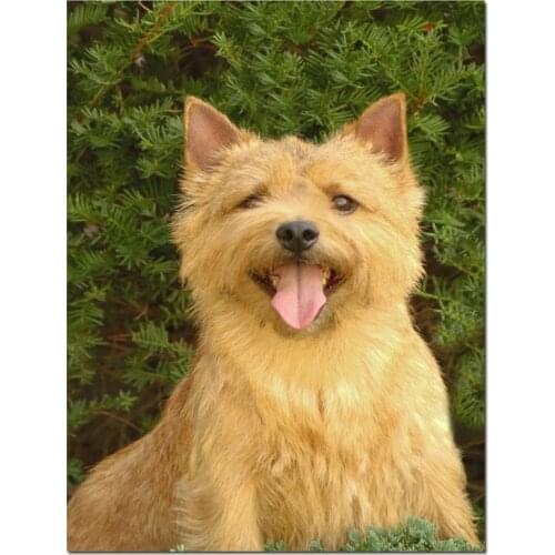 5D Diy Cairn Terrier Diamond Embroidery Round Diamond Painting Full Square Mosaic Puzzles Cute Pet Dog AnimalsZP-3101