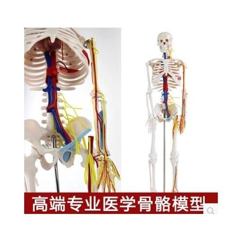 85cm Authentic human skeletal model neuromuscular starting and ending skeleton small skeleton spine model