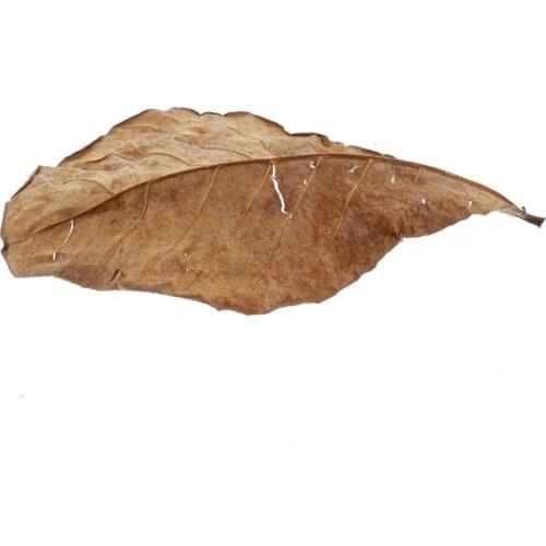 10pcs Catappa Leaves - To Create Tropical Rainforest Environment