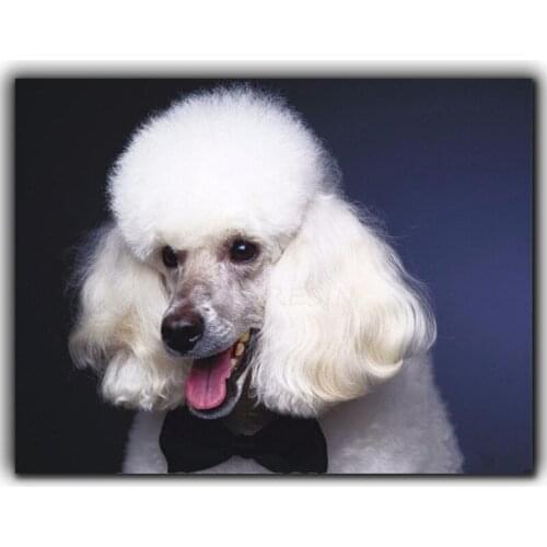 2020 Hobby Gift Diamond Painting White Long Hair Dog Diy 5D Full Square round Diamond Embroidery sale Mosaic Cross StitchZP-1064