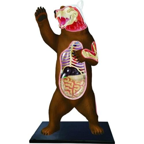 Puzzle assembling toy simulation animal biology black bear organ anatomy medical teaching model