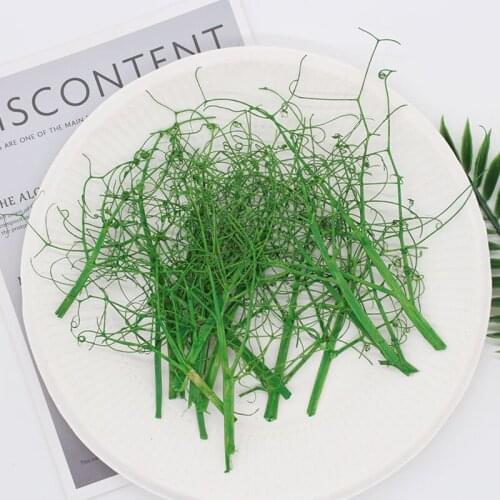2021 Green Grass Pea Beard DIY Dried Pressed flower For Wedding Decoration 1 lot/60pcs